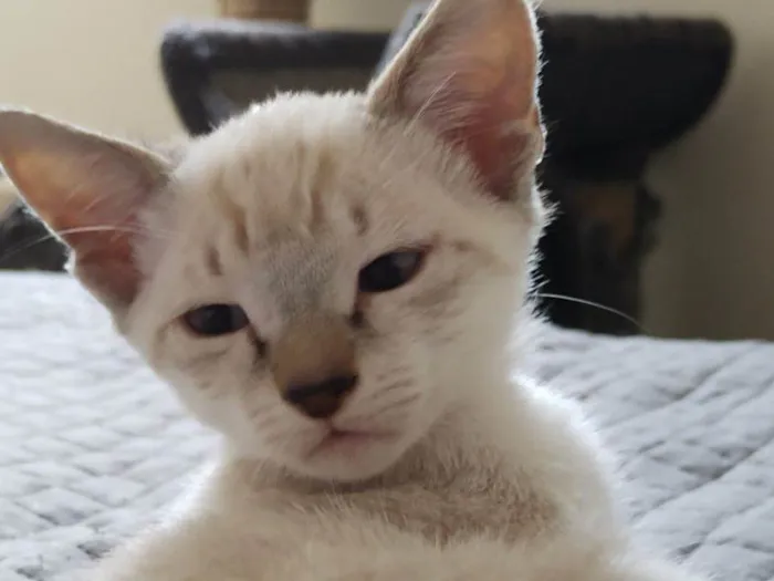 Gato raça SRD idade 2 a 6 meses nome Vin Diesel