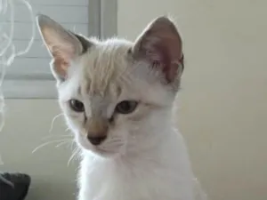 Gato raça SRD idade 2 a 6 meses nome Vin Diesel