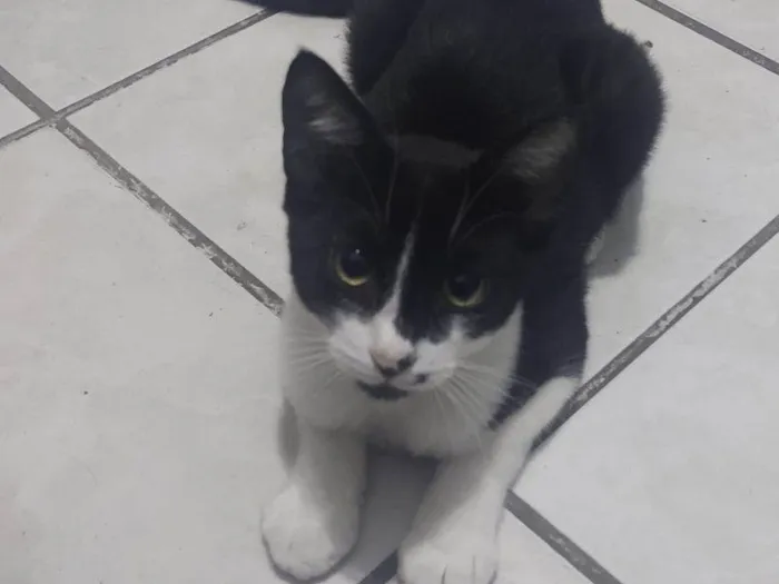 Gato raça SRD idade 2 a 6 meses nome Romulo
