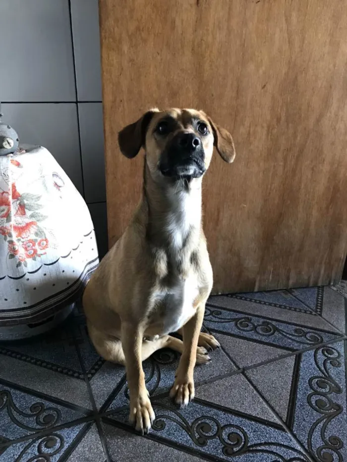 Cachorro ra a INDEFINIDA idade 1 ano nome HALF