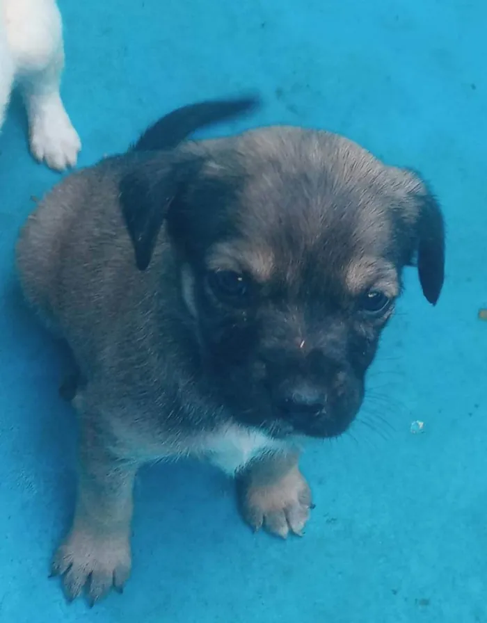 Cachorro raça Sem raça  idade Abaixo de 2 meses nome Sem nome