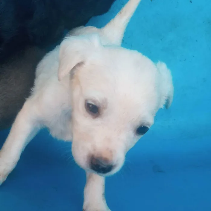 Cachorro raça Sem raça  idade Abaixo de 2 meses nome Sem nome