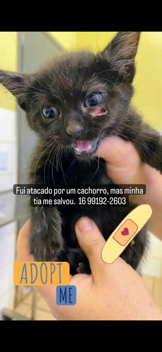 Gato raça SRD idade Abaixo de 2 meses nome Sem nome