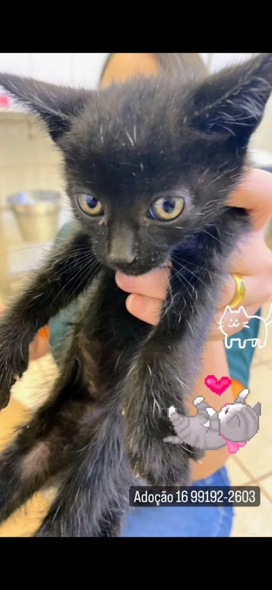 Gato raça SRD idade Abaixo de 2 meses nome Sem nome