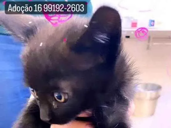 Gato raça SRD idade Abaixo de 2 meses nome Sem nome