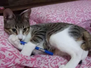 Gato raça SRD idade 7 a 11 meses nome Lyra