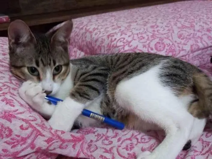 Gato raça SRD idade 7 a 11 meses nome Lyra