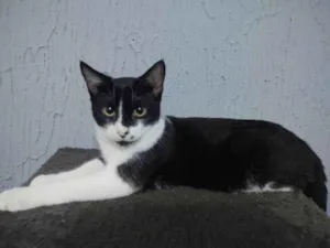 Gato raça SRD idade 2 a 6 meses nome Romulo