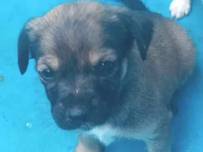Cachorro raça Sem raça  idade Abaixo de 2 meses nome Sem nome