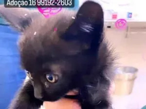 Gato raça SRD idade Abaixo de 2 meses nome Sem nome