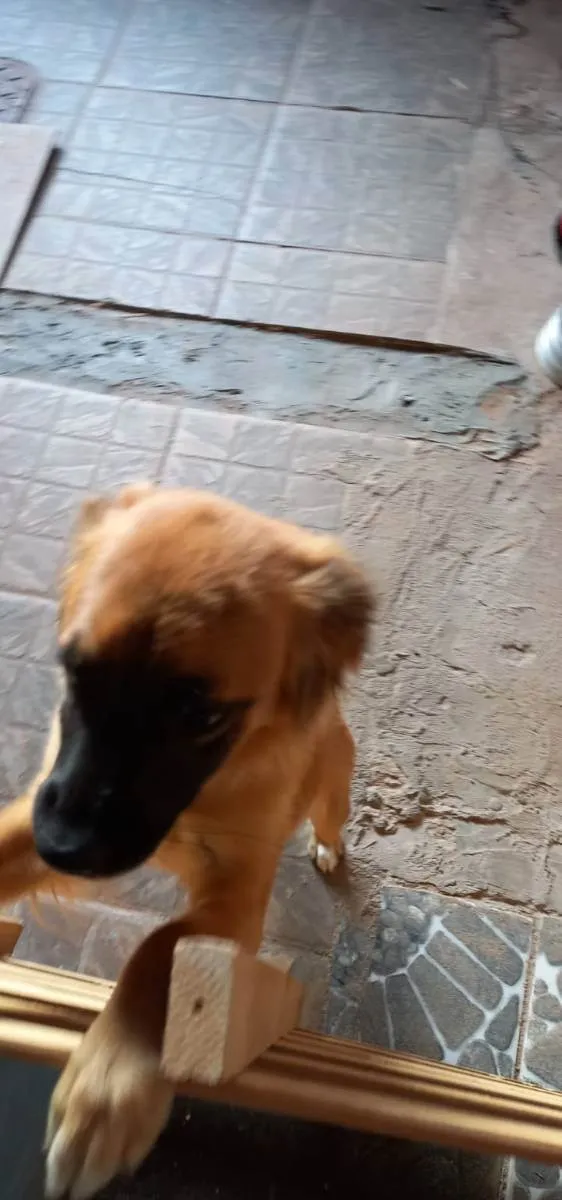 Cachorro ra a - idade 7 a 11 meses nome Lupita