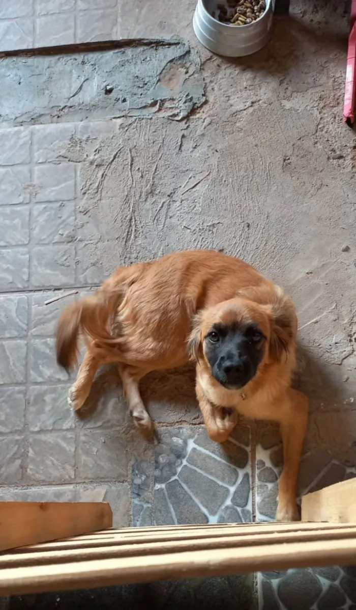 Cachorro ra a - idade 7 a 11 meses nome Lupita