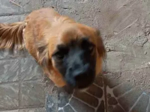 Cachorro raça - idade 7 a 11 meses nome Lupita