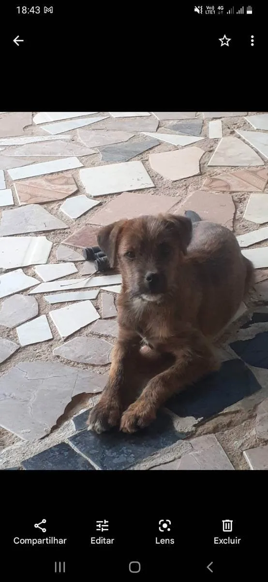 Cachorro ra a Vira lata idade 2 a 6 meses nome Rock