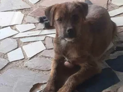 Cachorro raça Vira lata idade 2 a 6 meses nome Rock