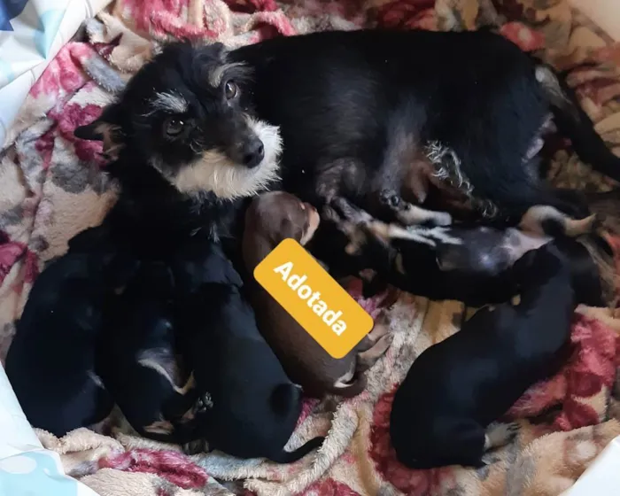 Cachorro ra a Mista idade 2 anos nome Móira