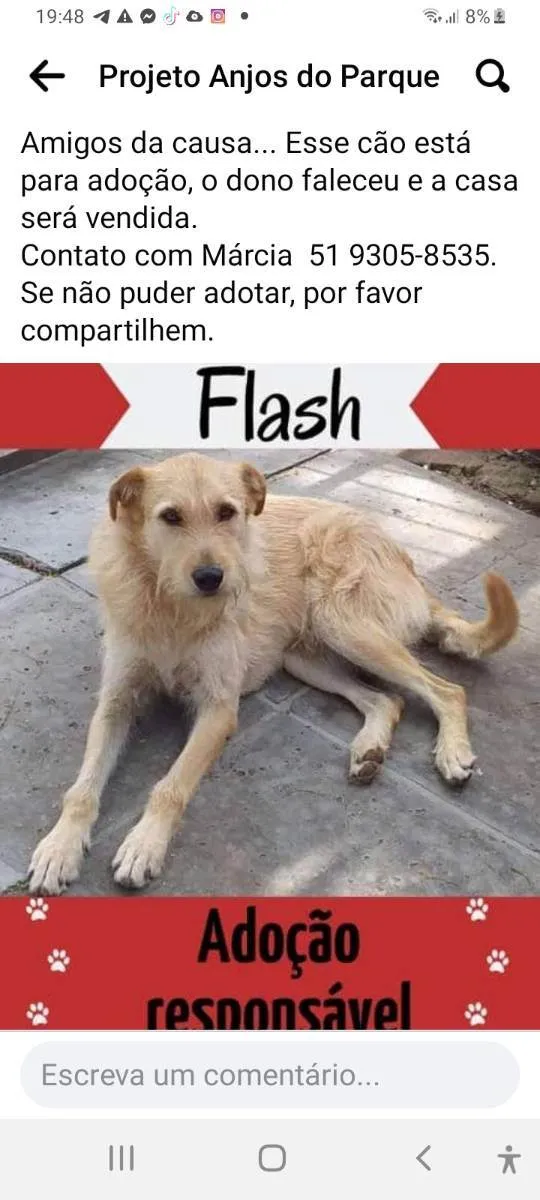 Cachorro ra a Vira-latas  idade 6 ou mais anos nome Flash