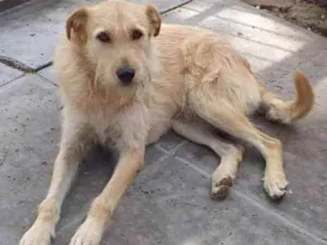 Cachorro raça Vira-latas  idade 6 ou mais anos nome Flash