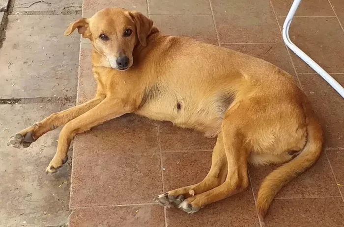 Cachorro ra a Vira-latas  idade 6 ou mais anos nome Mia