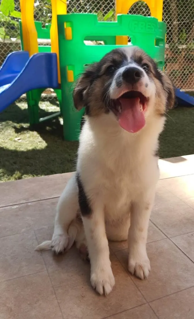 Cachorro ra a Srd  idade 2 a 6 meses nome Amelie e Tom