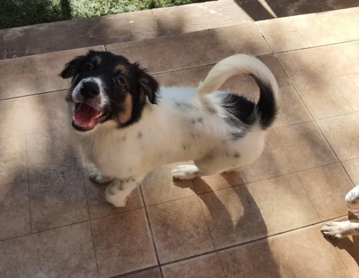 Cachorro ra a Srd  idade 2 a 6 meses nome Amelie e Tom