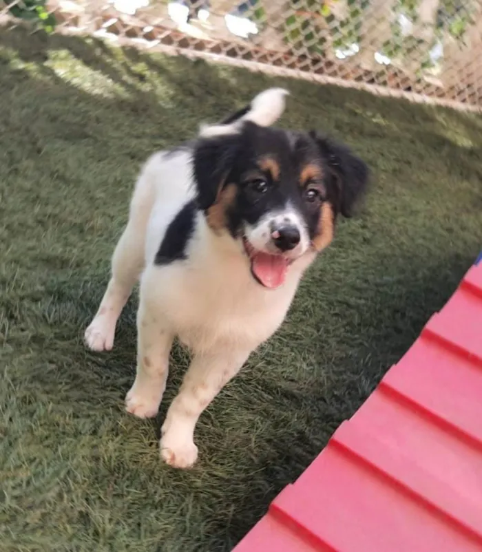 Cachorro ra a Srd  idade 2 a 6 meses nome Amelie e Tom