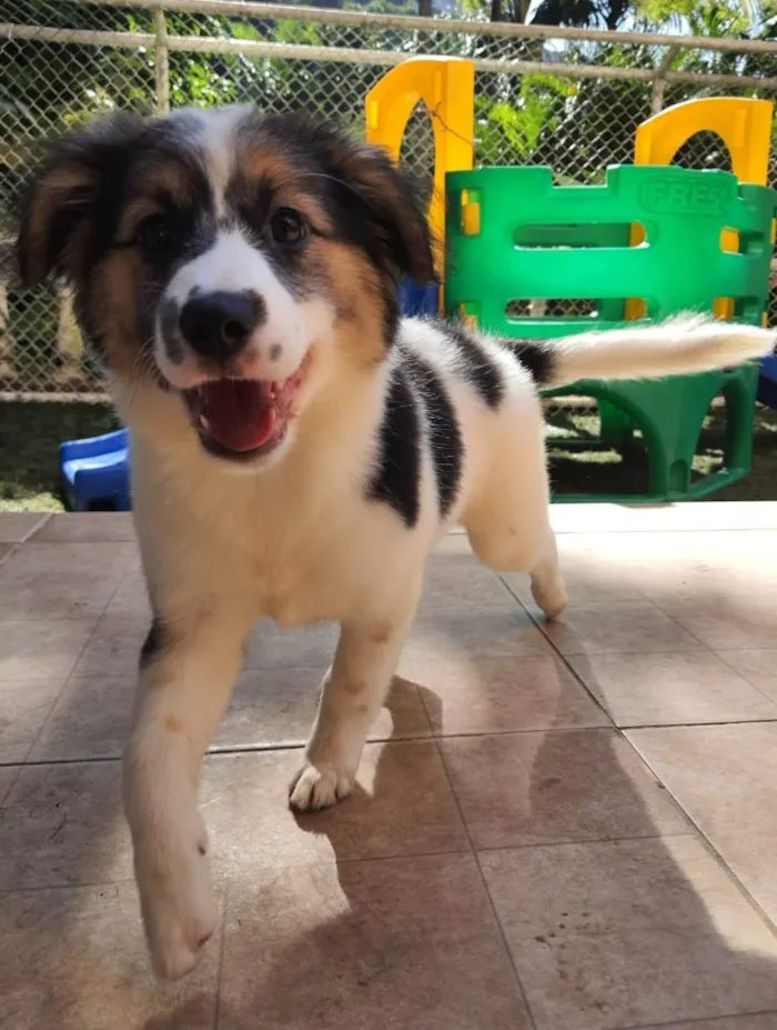 Cachorro ra a Srd  idade 2 a 6 meses nome Amelie e Tom