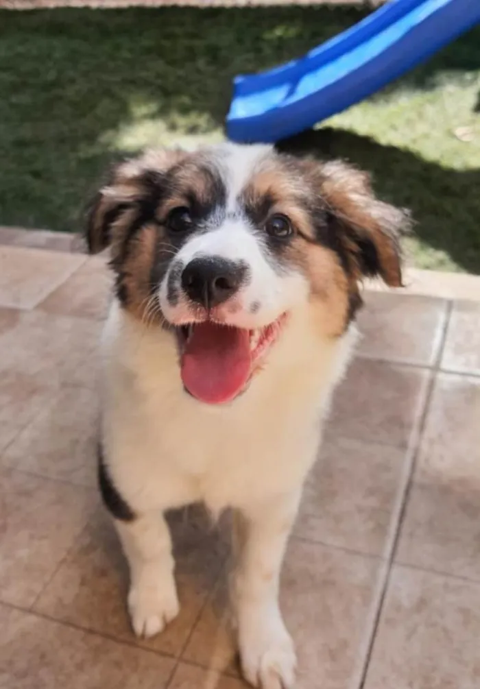 Cachorro ra a Srd  idade 2 a 6 meses nome Amelie e Tom