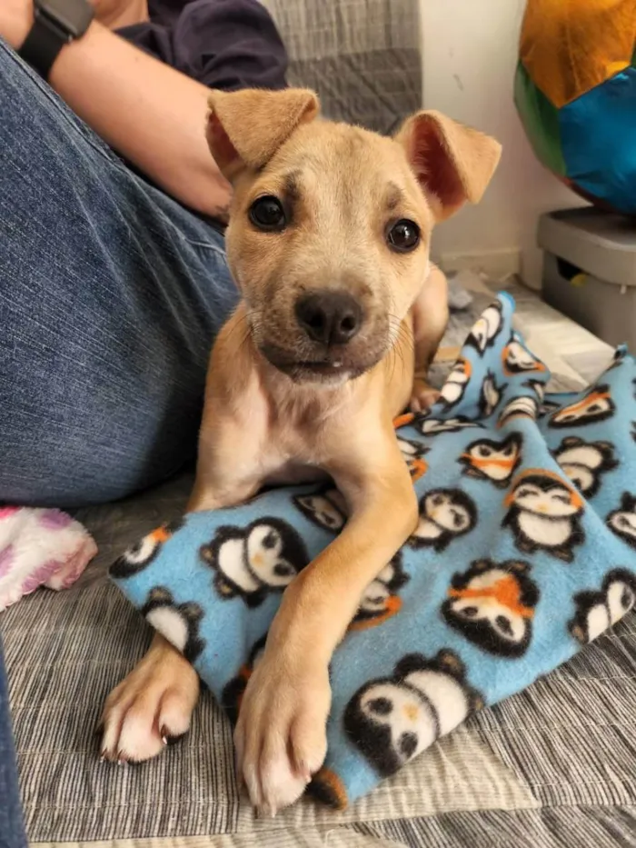 Cachorro raça SRD idade 2 a 6 meses nome Gaya