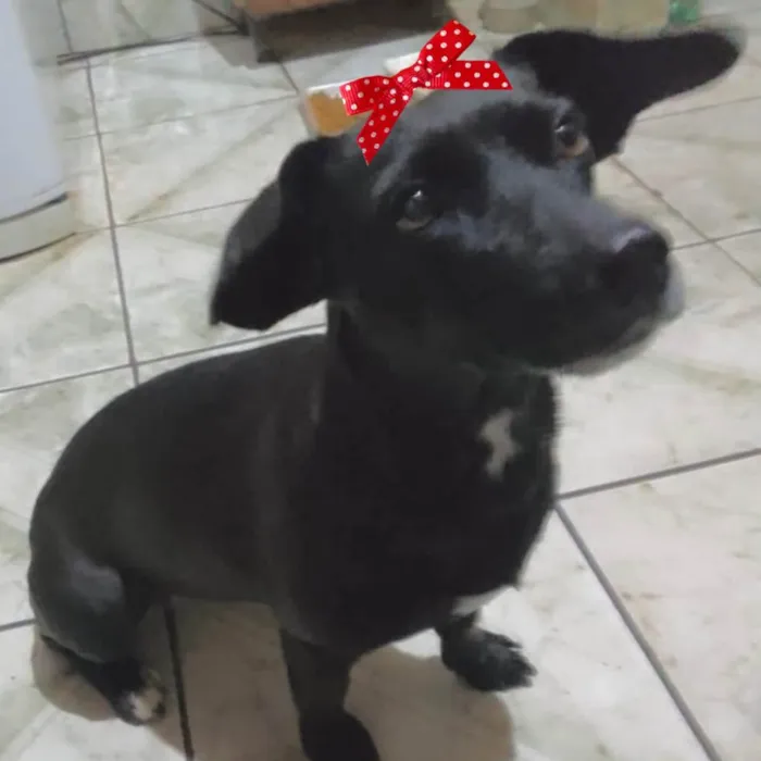 Cachorro ra a Mestiça  idade 7 a 11 meses nome Rubi 