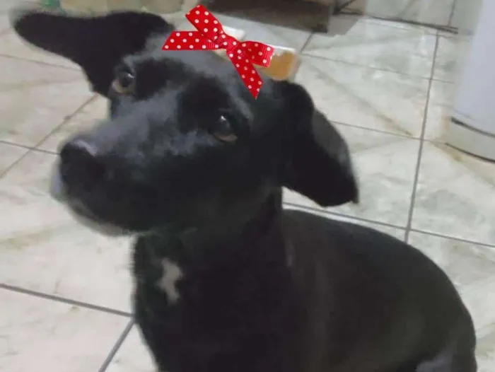 Cachorro ra a Mestiça  idade 7 a 11 meses nome Rubi 