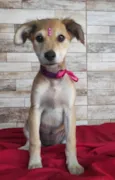 Filhotes de 3 meses