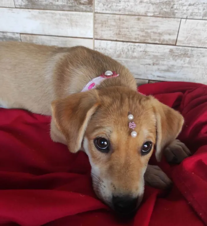 Cachorro ra a Srd  idade 2 a 6 meses nome Filhotes de 3 meses