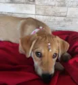 Filhotes de 3 meses