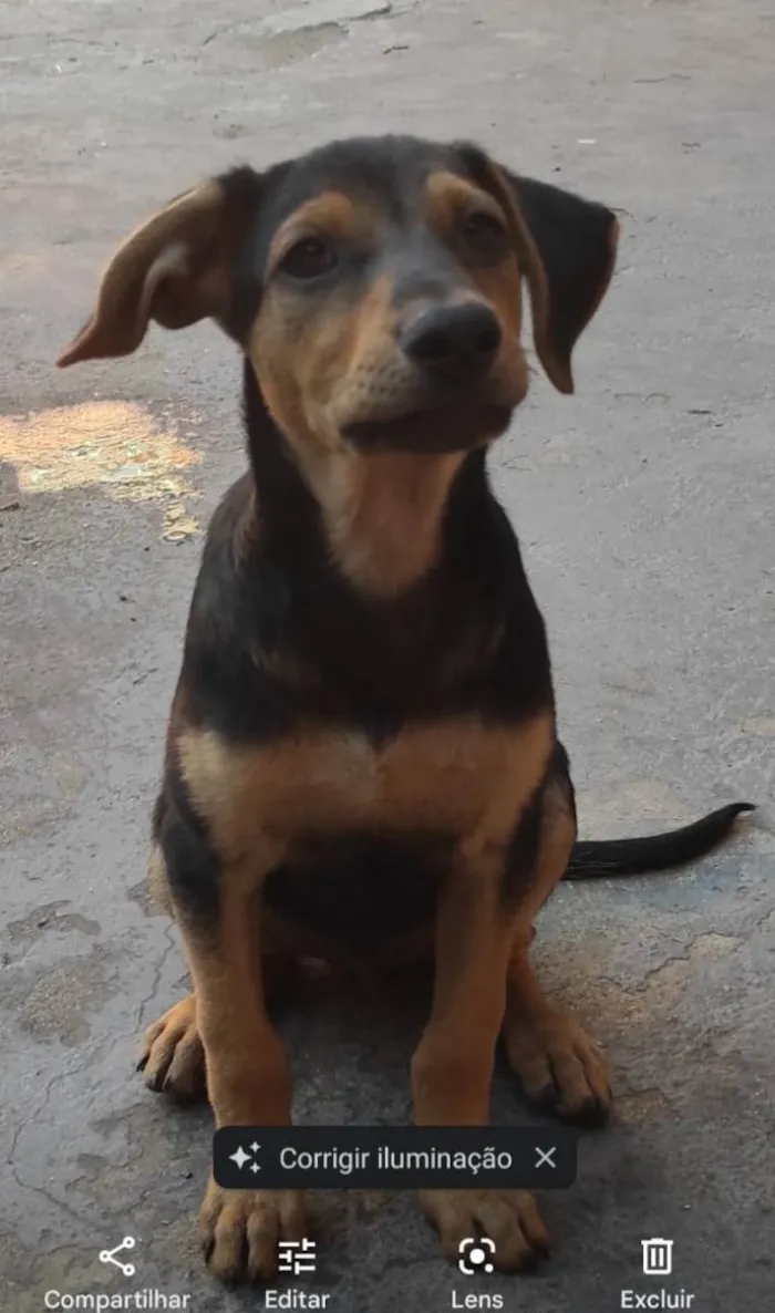 Cachorro ra a Srd  idade 2 a 6 meses nome Filhotes de 3 meses