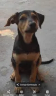Filhotes de 3 meses