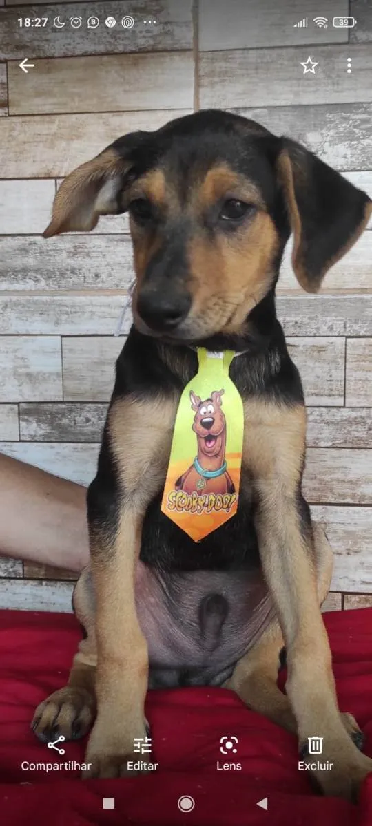 Cachorro ra a Srd  idade 2 a 6 meses nome Filhotes de 3 meses
