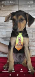 Filhotes de 3 meses
