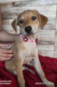 Filhotes de 3 meses