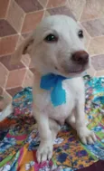 Filhotes 3 meses