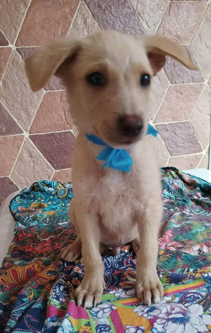 Cachorro ra a SRD idade 2 a 6 meses nome Filhotes 3 meses