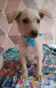 Filhotes 3 meses