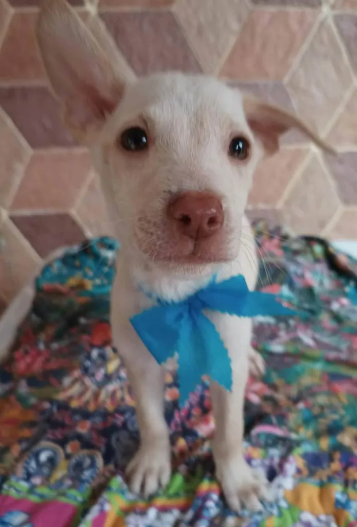 Cachorro ra a SRD idade 2 a 6 meses nome Filhotes 3 meses