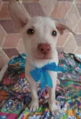 Filhotes 3 meses