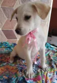 Filhotes 3 meses