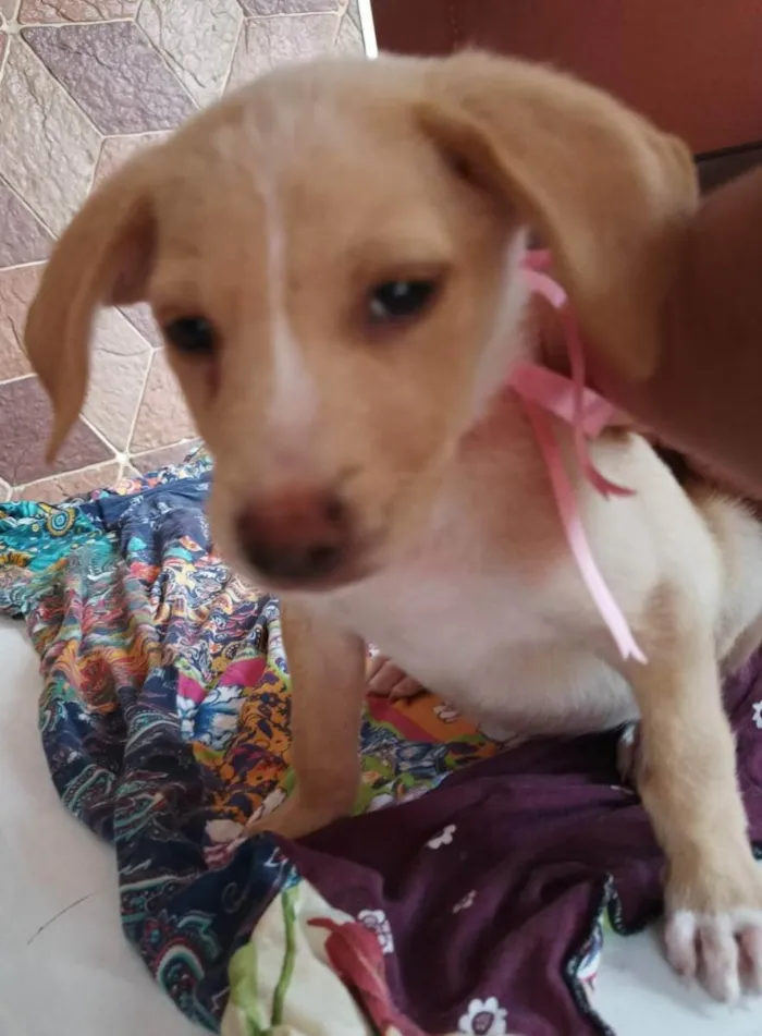 Cachorro ra a SRD idade 2 a 6 meses nome Filhotes 3 meses