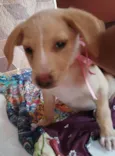 Filhotes 3 meses