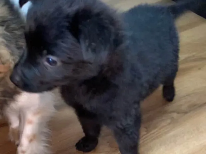 Cachorro raça Srd idade 2 a 6 meses nome Sem nome 