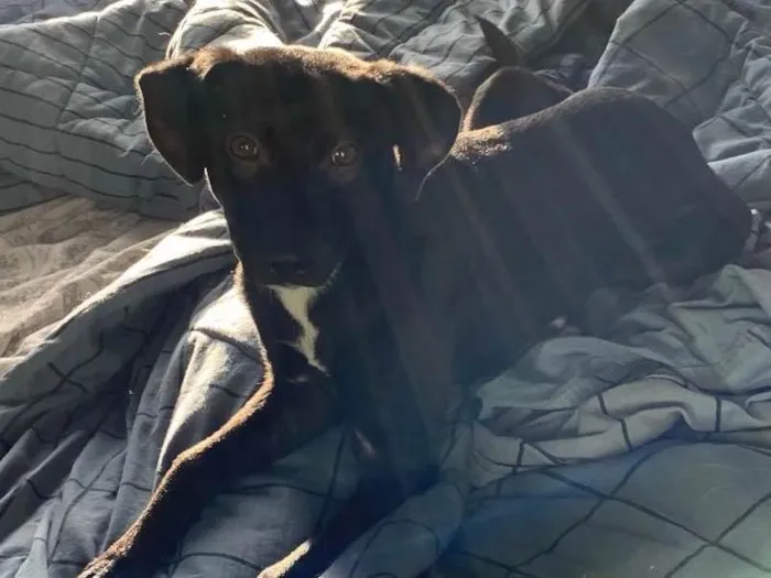 Cachorro raça Srd idade 1 ano nome Tokio 