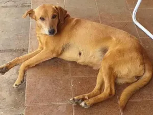 Cachorro raça Vira-latas  idade 6 ou mais anos nome Mia